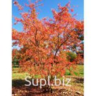 Клен Гиннала сахарный (3,0 - 6,0 м.)