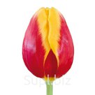 Тюльпаны оптом Denmark