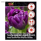 Тюльпан махровый поздний Негрита, р-р 11/12, 7 шт