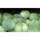 Капуста белокочанная