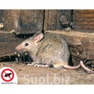 Эффективная обработка против мышей в помещениях и на участках