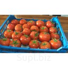 ПРОДАМ овощи и фрукты  из ИРАНА и  ТУРЦИИ оптом
Тел.+79150536969
ИСМАИЛ