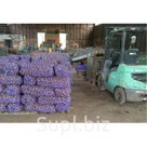 Картофель оптом сорт Розара от производителя.