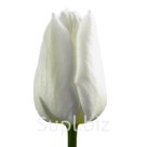 Тюльпаны оптом Snow Lady