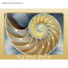 Стеклянный фартук закаленное стекло М1 "Морская ракушка", 600х800х4
