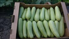 кабачки и другие овощи и фрукты из Краснодарского края, фермерское хозяйство. здоровый, чистый, без повреждений. Опт до 10т.  Гибкие условия оплаты. Оплата по …