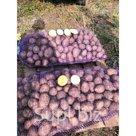 Картофель