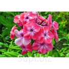 Флоксы «Аленький цветочек» (розовые)