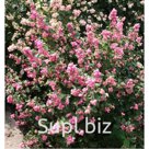 Высота (м): 0,9 – 1,2