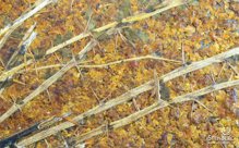Декоративные панели из природных материалов с запахом Organoid SPECIAL: SEA BUCKTHORN