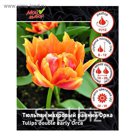 Тюльпан махровый ранний Орка, р-р 11/12, 7 шт