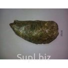 Устрица Грин (Японская)