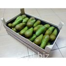 Саженцы груши Конференция