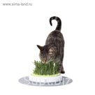 Сад для травы Catit Senses 2.0