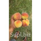 Персики из Араратской Долины
Калибр 5-8 свежие