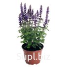 Сальвия (Salvia x superba). Adora. Blue