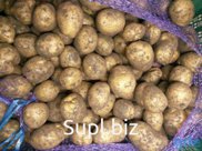 Картофель семенной и продовольственный.