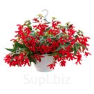 Бегония (Begonia boliviensis ). Groovy . Red