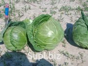 Капуста