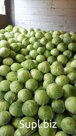 Капуста оптом от Производителя
