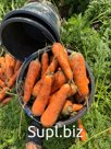 Морковь отборная оптом