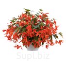 Бегония (Begonia boliviensis ). Groovy . Orange