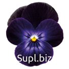 Виола (Viola cornuta ). Admire. Deep Purple Face