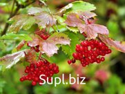 Калина красная Viburnum оpulus Салаирская (1,5-1,8м/С15)