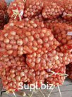 лук репчатый