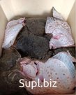 Рыба