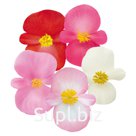 Бегония (Begonia semperflorens ). Nightlife . Mix