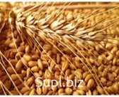 Продажа пшеницы (3,4 и 5 класс). 50. 000-100. 000т/месяц на 12 месяцев.