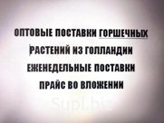 горшечные растения с поставкой по России