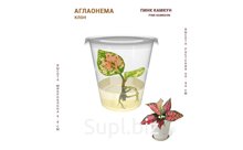 АГЛАОНЕМА ПИНК КАМКУН (PINK KAMKOON)