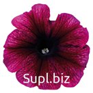петуния (Petunia hybrida ). Celebrity . Plum Ice