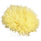 Астра (Callistephus chinensis ). Gala . Yellow