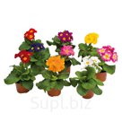 Примула (Primula elatior). Piano . Mix