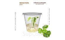 МОНСТЕРА ТАЙСКОЕ СОЗВЕЗДИЕ (MONSTERA THAI CONSTELLATION)