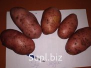 Картофель сорта Ред леди.