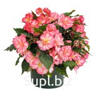 Бегония (Begonia tuberhybrida ). Nonstop® Joy . Rose Picotee
