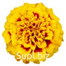 Бархатцы (Tagetes patula ). Super Hero . Yellow Bee