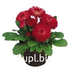 Маргари́тка (Bellis perennis ). Roggli . Red