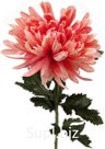 Decorative flower Chrysanthemum Size: 10x10x56 cm