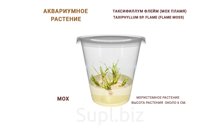 АКВАРИУМНОЕ РАСТЕНИЕ ТАКСИФИЛЛУМ ФЛЕЙМ (МОХ ПЛАМЯ) (TAXIPHYLLUM SP. FLAME (FLAME MOSS)