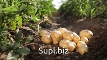 Картофель категории Органик