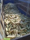 Куплю кабачок на переработку