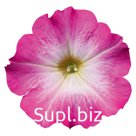 петуния (Petunia hybrida ). Celebrity . Pink Morn