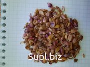Бульбочка чеснока