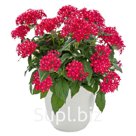Пентас (Pentas lanceolata ). Graffiti® 20/20. Ruby Rose