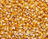 Кукуруза желтая